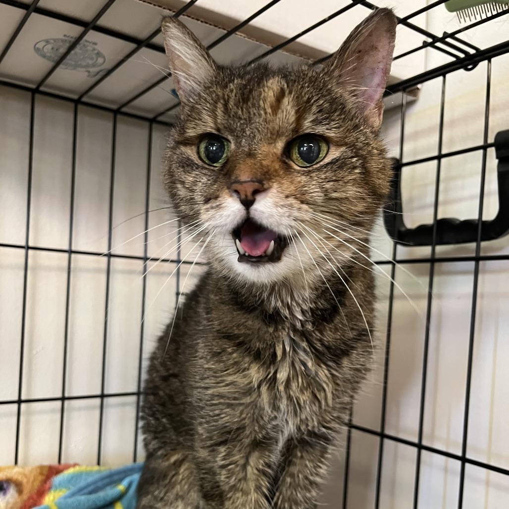Enlarge Kea, a Adoptable Domestic Short Hair in Las Vegas, NV image 2/6