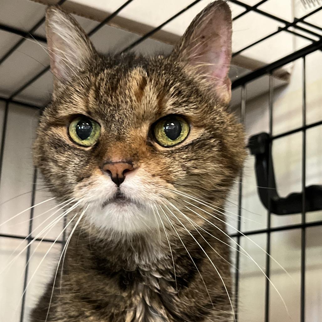 Enlarge Kea, a Adoptable Domestic Short Hair in Las Vegas, NV image 3/6