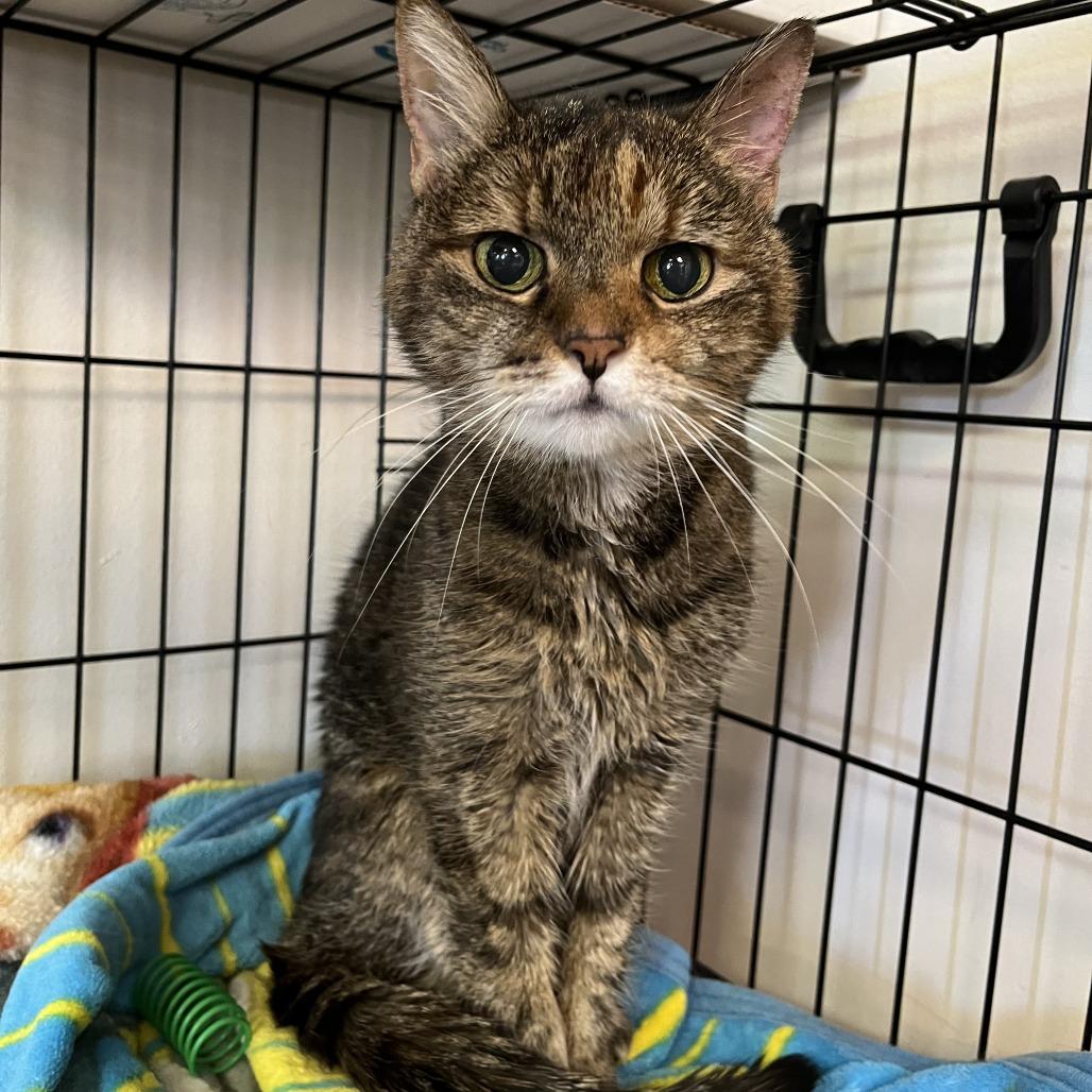 Enlarge Kea, a Adoptable Domestic Short Hair in Las Vegas, NV image 4/6