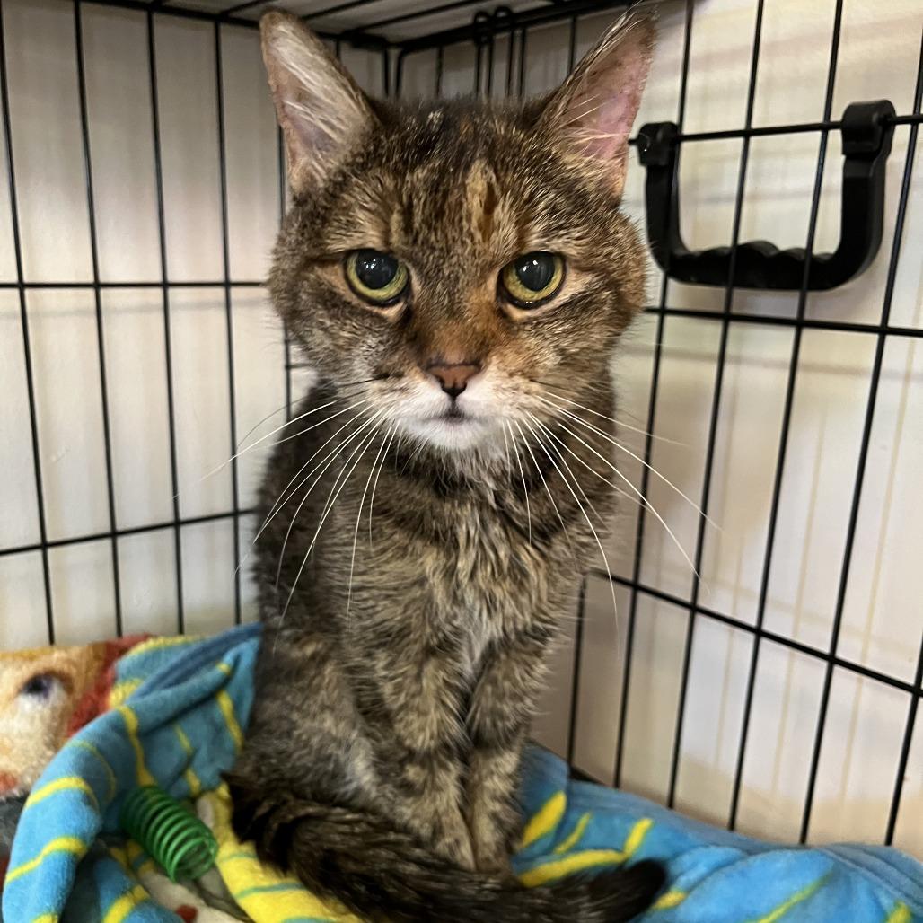 Enlarge Kea, a Adoptable Domestic Short Hair in Las Vegas, NV image 5/6