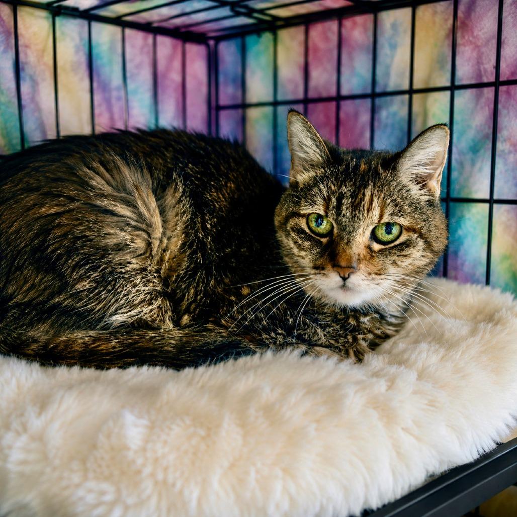Enlarge Kea, a Adoptable Domestic Short Hair in Las Vegas, NV image 6/6
