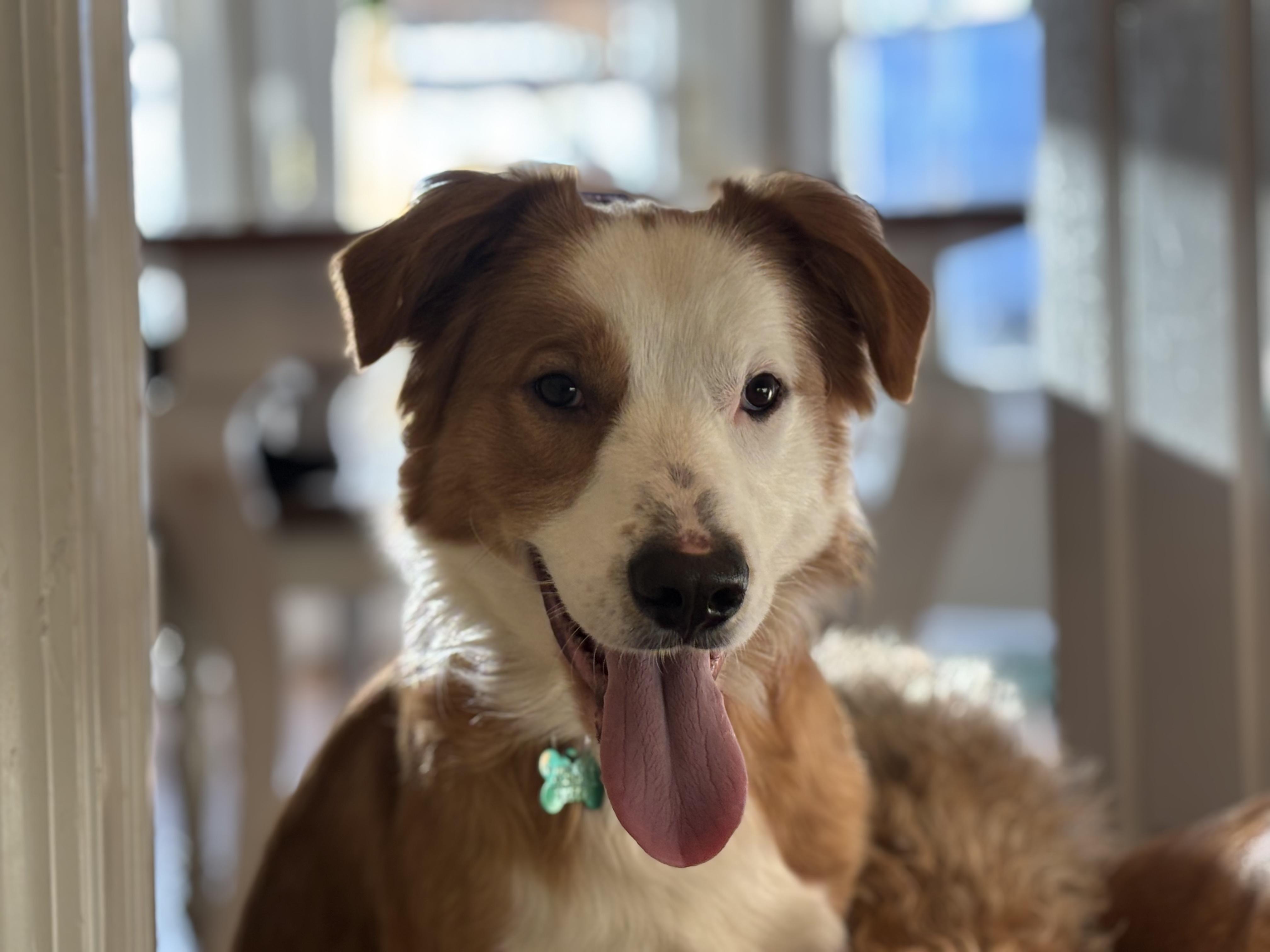 Mochi, ADOPTABLE, Adult Male Australian Shepherd.