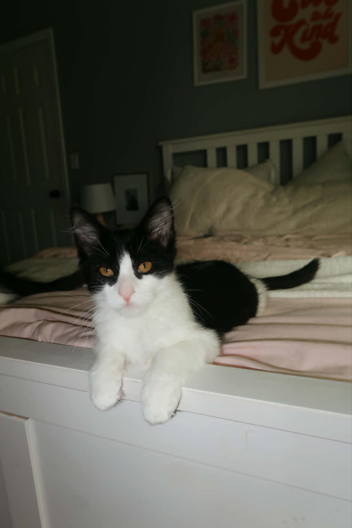 Enlarge Kayda, a Adoptable Domestic Short Hair in Overland Park, KS image 2/2