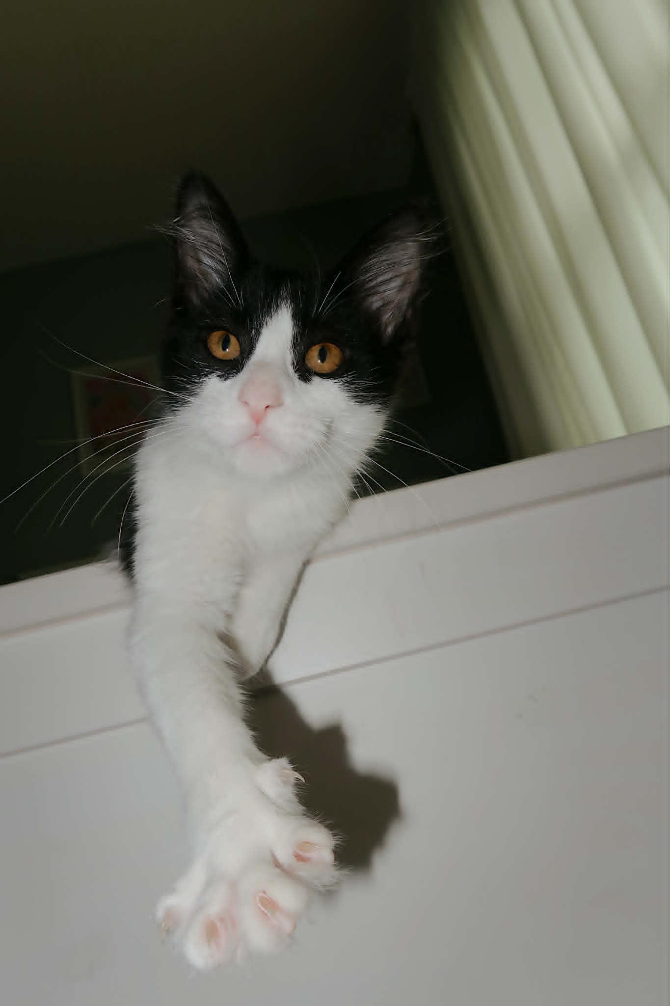 Enlarge Kayda, a Adoptable Domestic Short Hair in Overland Park, KS image 1/2