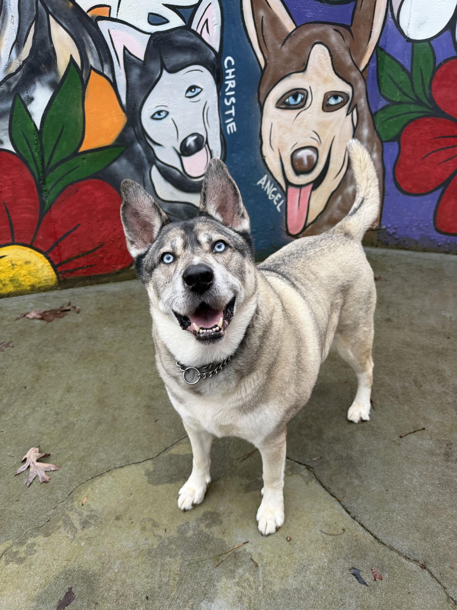 Lennox, Adoptable, Adult Male Siberian Husky & German Shepherd Dog.