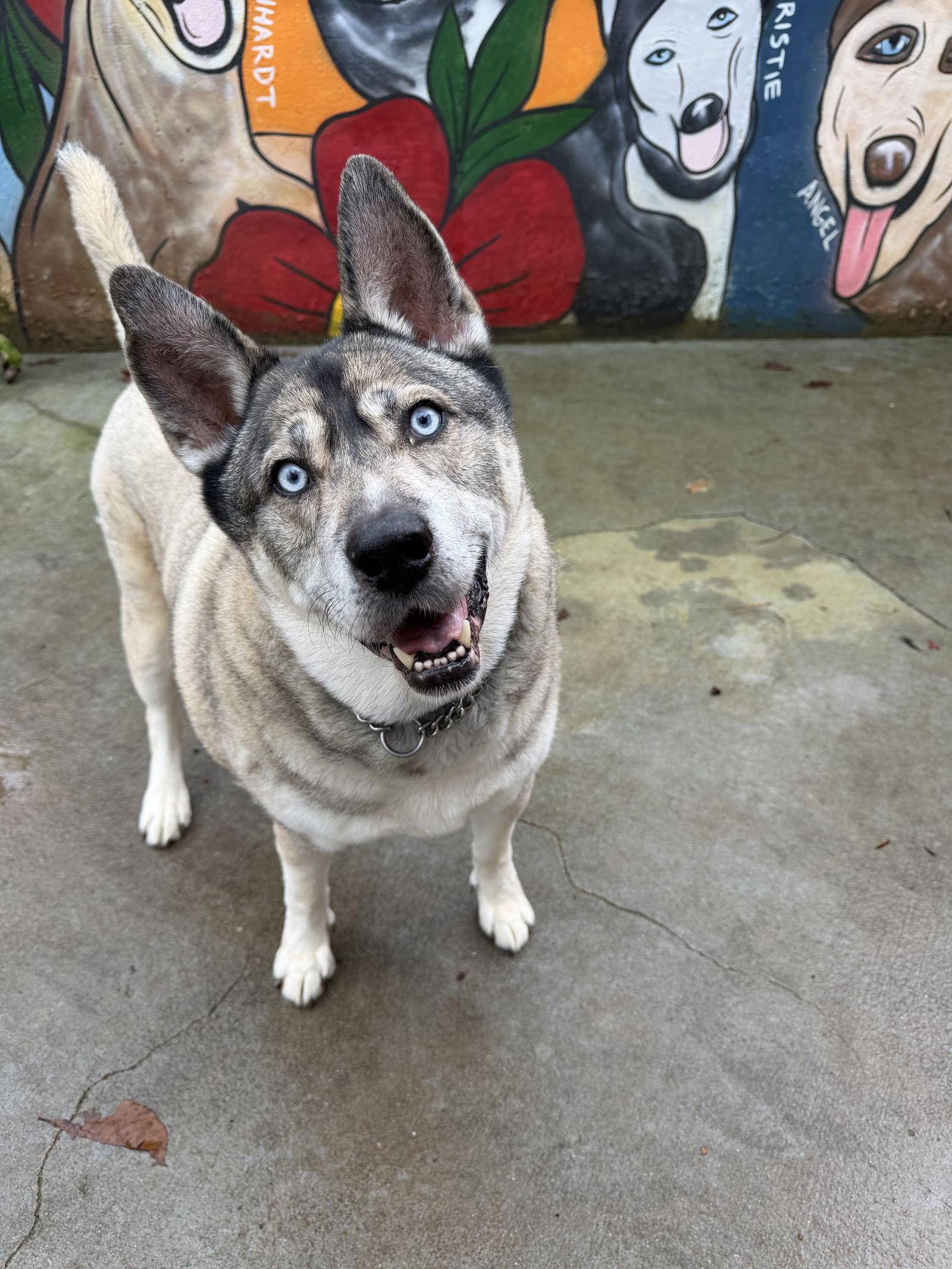 Lennox, Adoptable, Adult Male Siberian Husky & German Shepherd Dog.