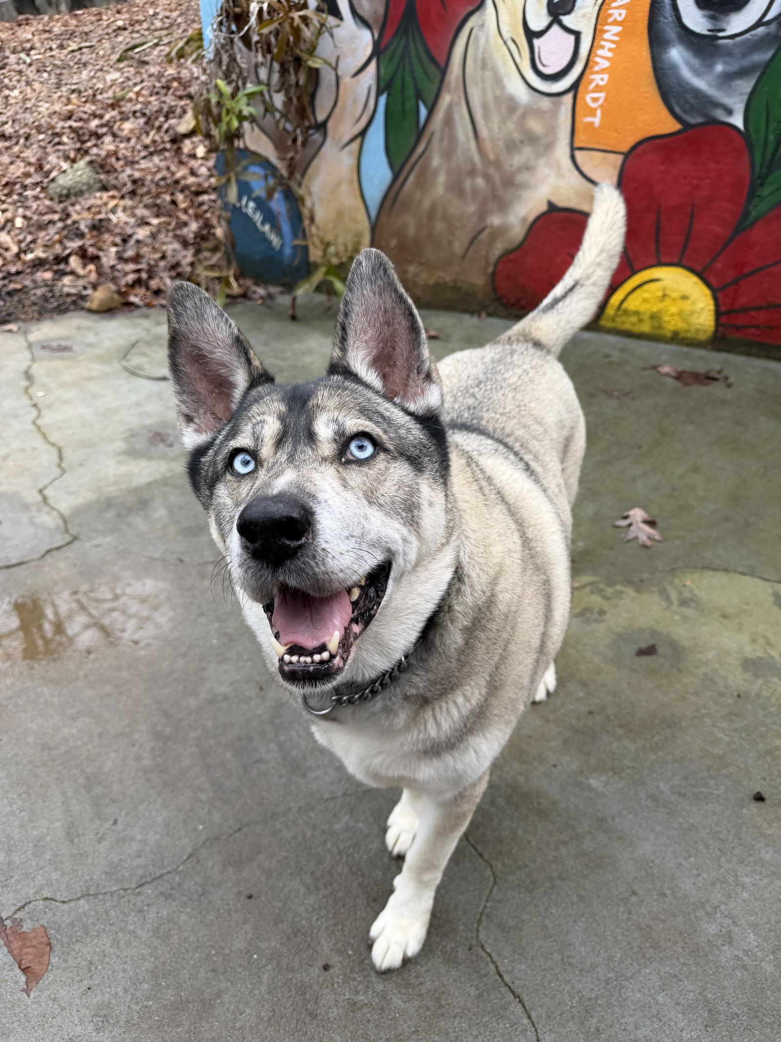 Enlarge Lennox, a Adoptable mixed breed in Cumming, GA image 3/3