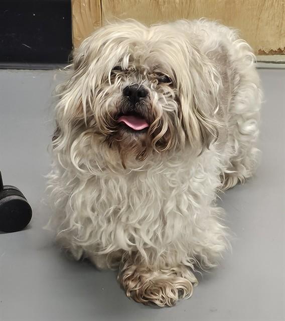 Enlarge Buddy, an adopted Shih Tzu in Phoenix, OR image 1/2