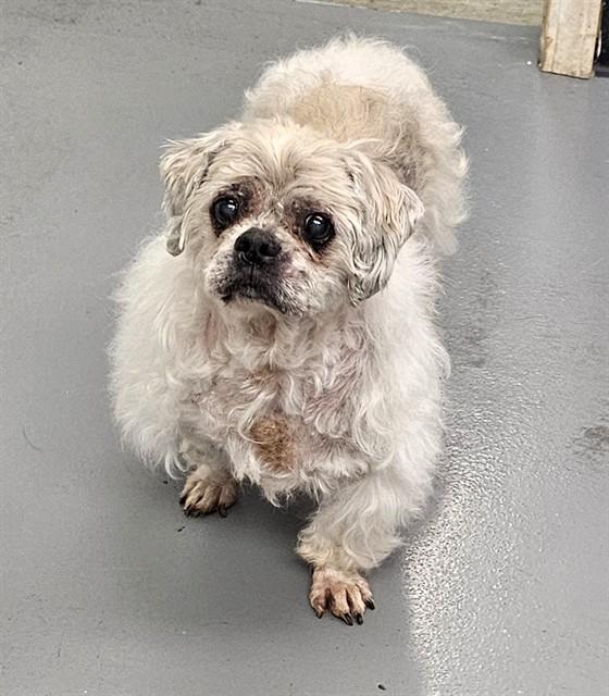 Enlarge Buddy, an adopted Shih Tzu in Phoenix, OR image 2/2