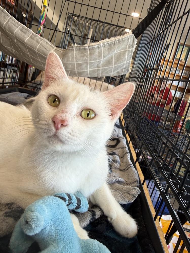 Ellie, Adoptable, Adult Female Domestic Short Hair.