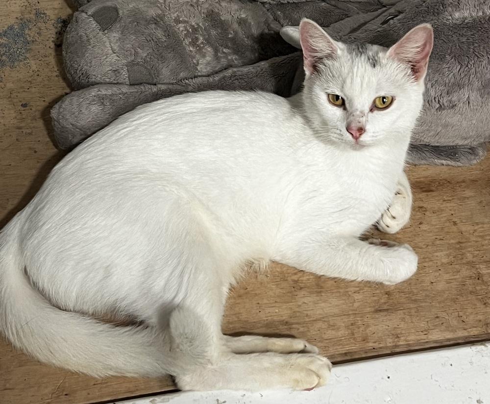 Enlarge Ellie, a Adoptable Domestic Short Hair in Saint Augustine, FL image 3/3