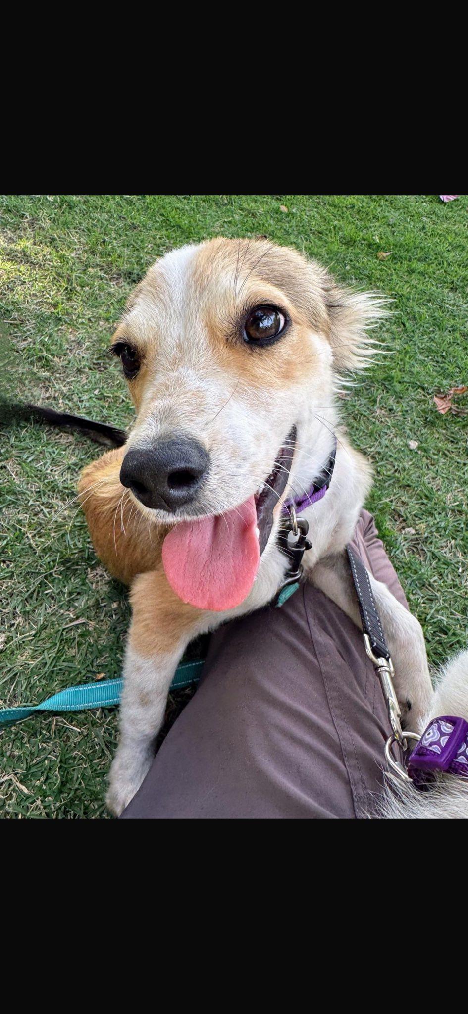 VALENTINE (FOSTER OR FOSTER TO ADOPT), adopted, Young Male Mixed Breed.