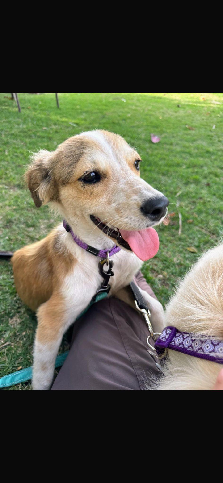 VALENTINE (FOSTER OR FOSTER TO ADOPT), an adopted mixed breed in Ajax, ON image 2/2