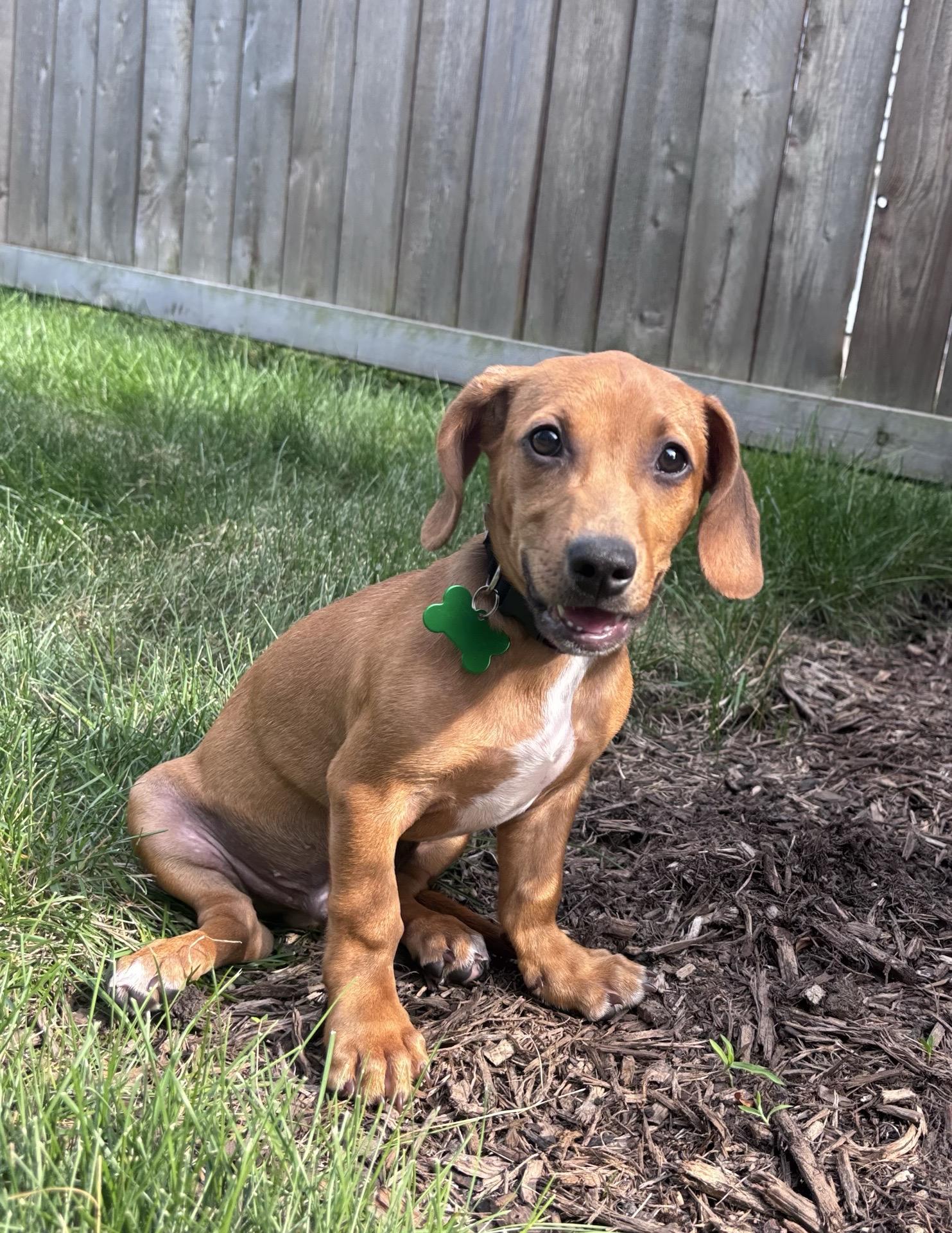 Enlarge Cooke, an adoptable mixed breed in Schaumburg, IL image 2/4