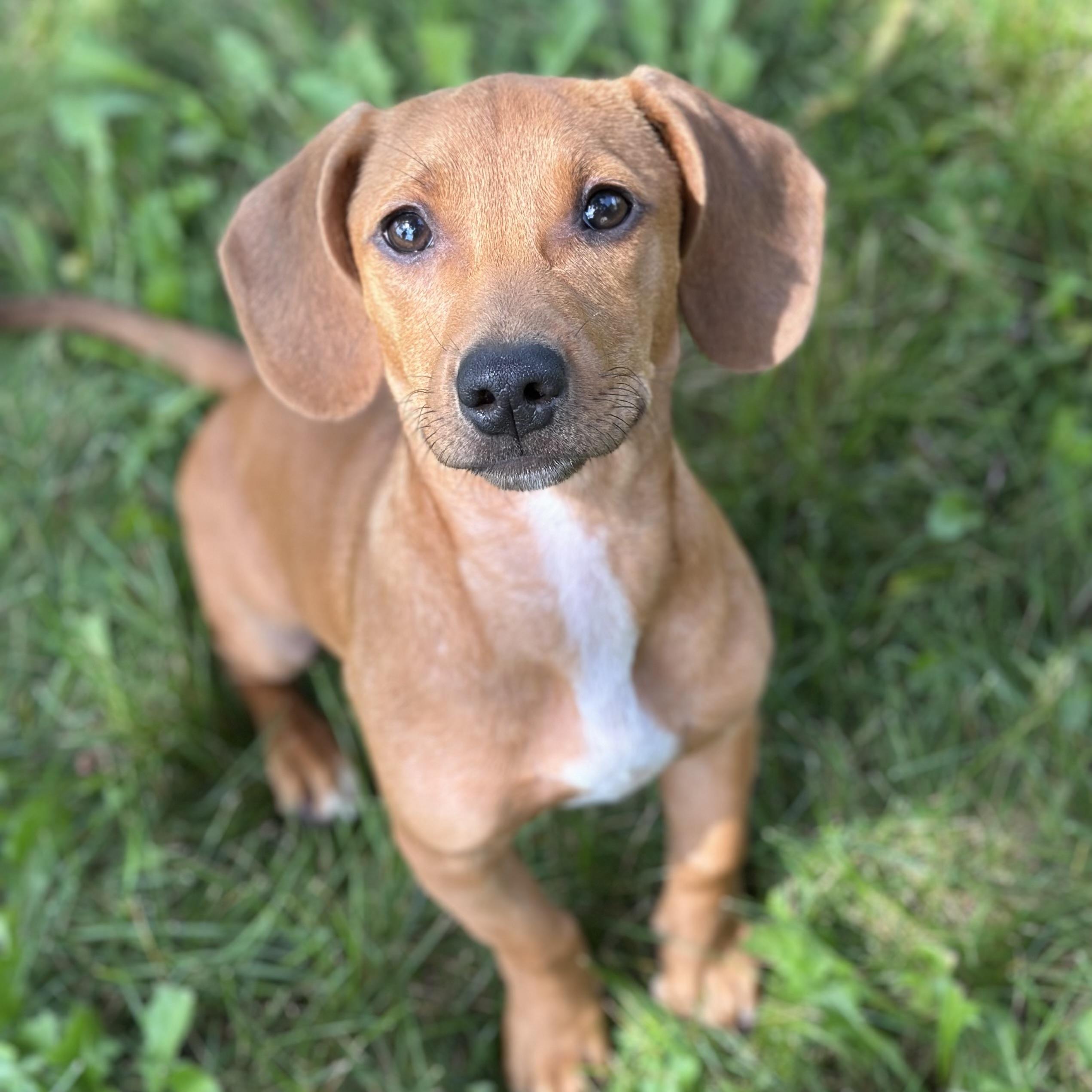 Enlarge Cooke, an adoptable mixed breed in Schaumburg, IL image 4/4