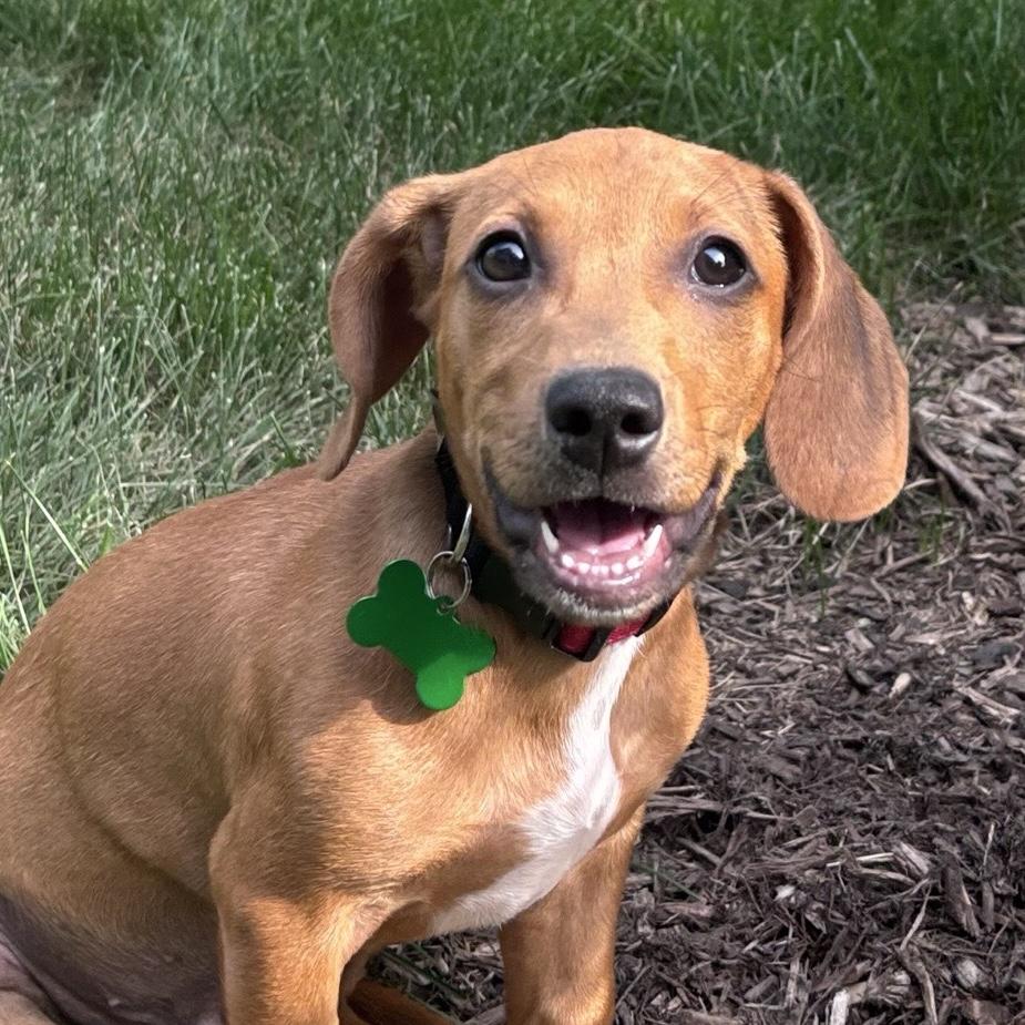 Cooke, adoptable, Puppy Male Mixed Breed.