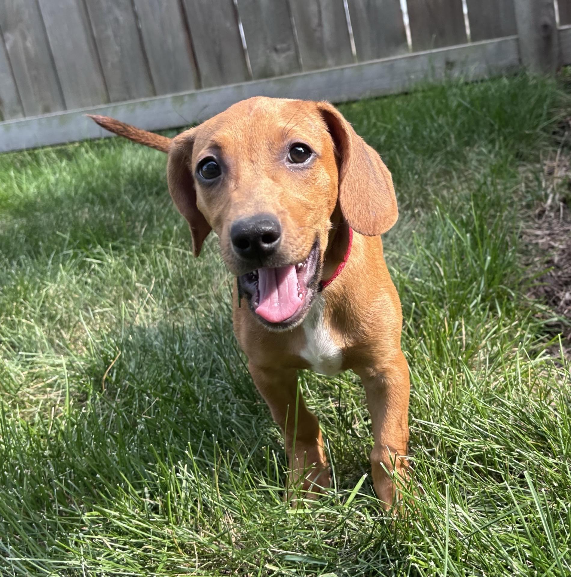 Enlarge Cooke, an adoptable mixed breed in Schaumburg, IL image 3/4