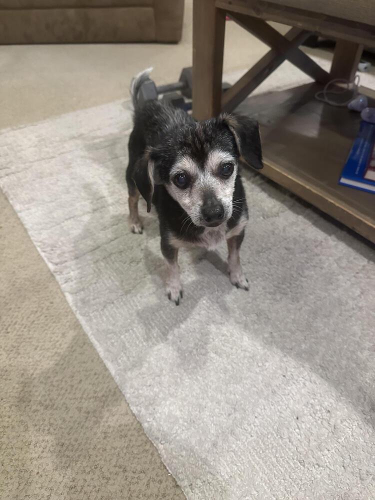 Little Debbie, Adoptable, Senior Female Chihuahua & Mixed Breed.