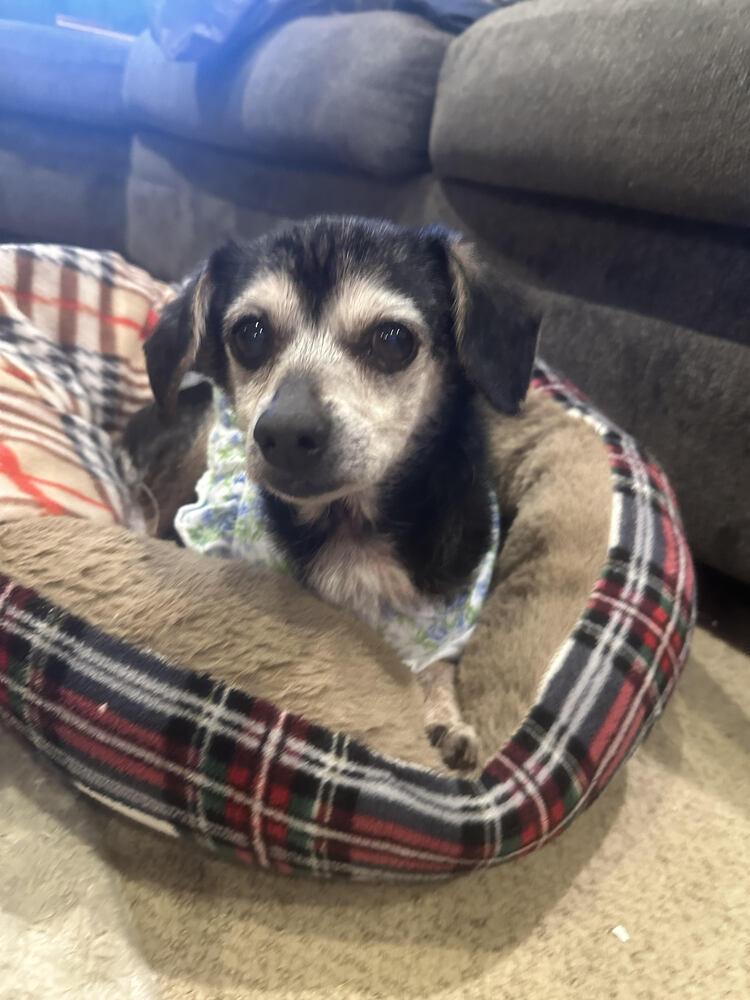 Little Debbie, Adoptable, Senior Female Chihuahua & Mixed Breed.
