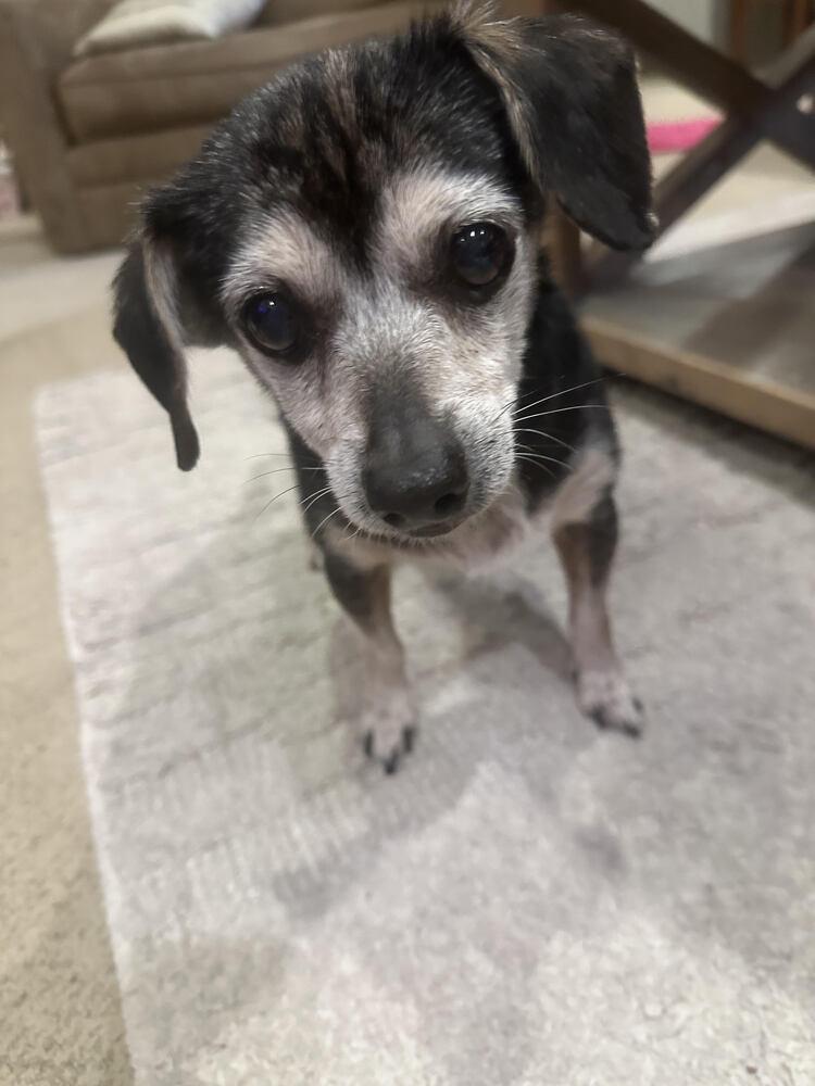 Little Debbie, a Adoptable mixed breed in Chattanooga, TN image 3/4