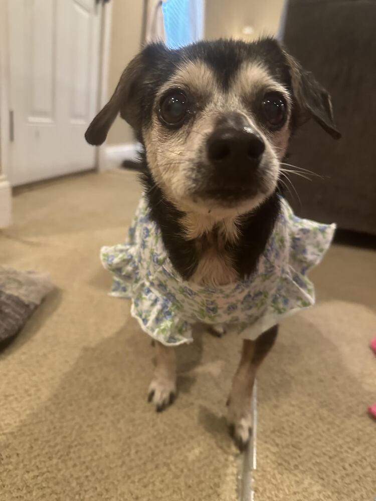 Little Debbie, a Adoptable mixed breed in Chattanooga, TN image 4/4