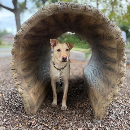 Enlarge Nola, a Adoptable mixed breed in Morton Grove, IL image 1/3