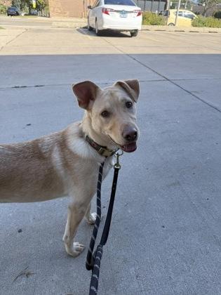 Enlarge Nola, a Adoptable mixed breed in Morton Grove, IL image 1/3