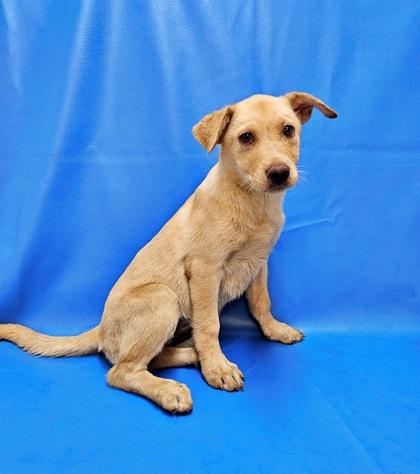 Enlarge Nola, a Adoptable mixed breed in Morton Grove, IL image 3/3