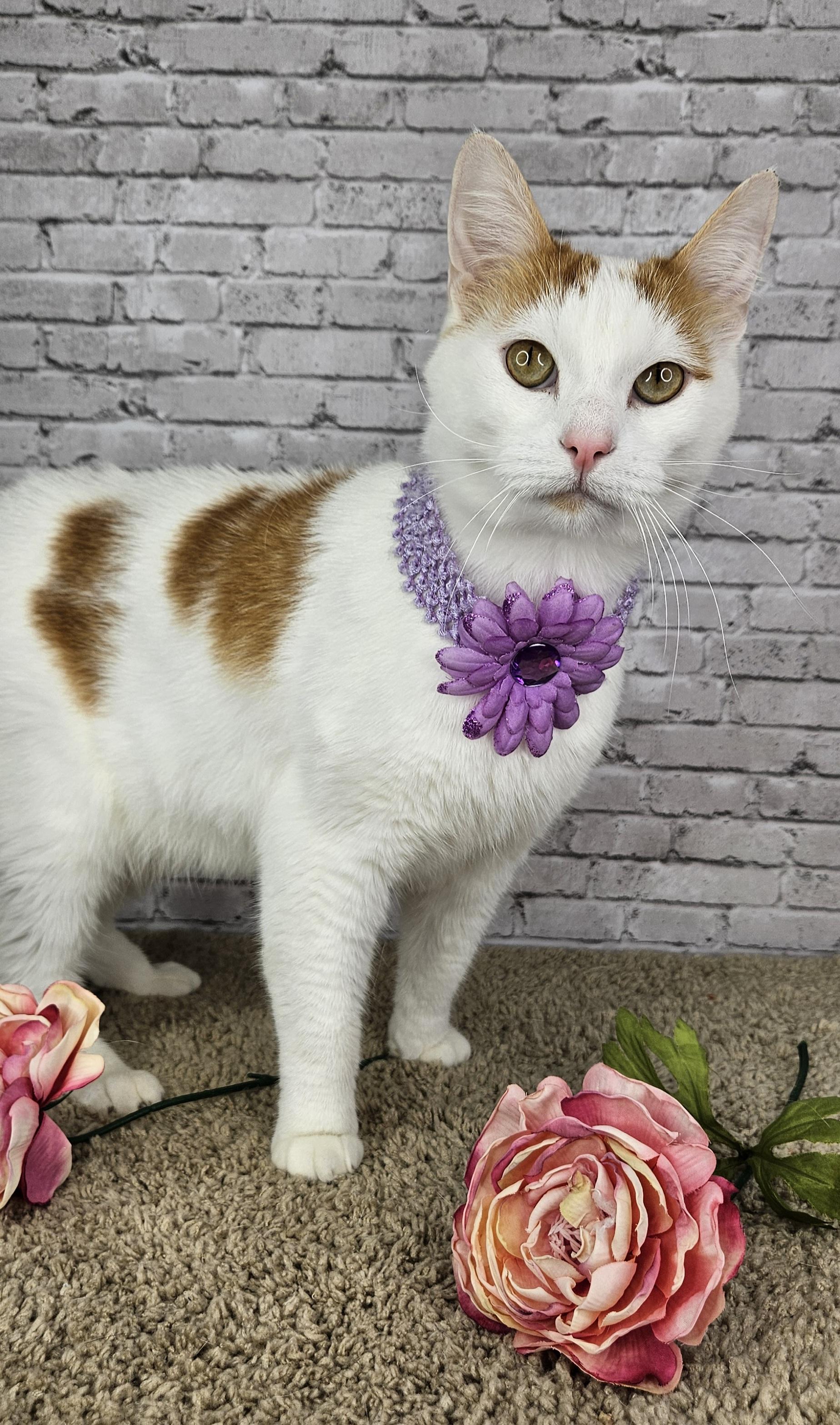 Mittens, Adoptable, Adult Female Domestic Short Hair.