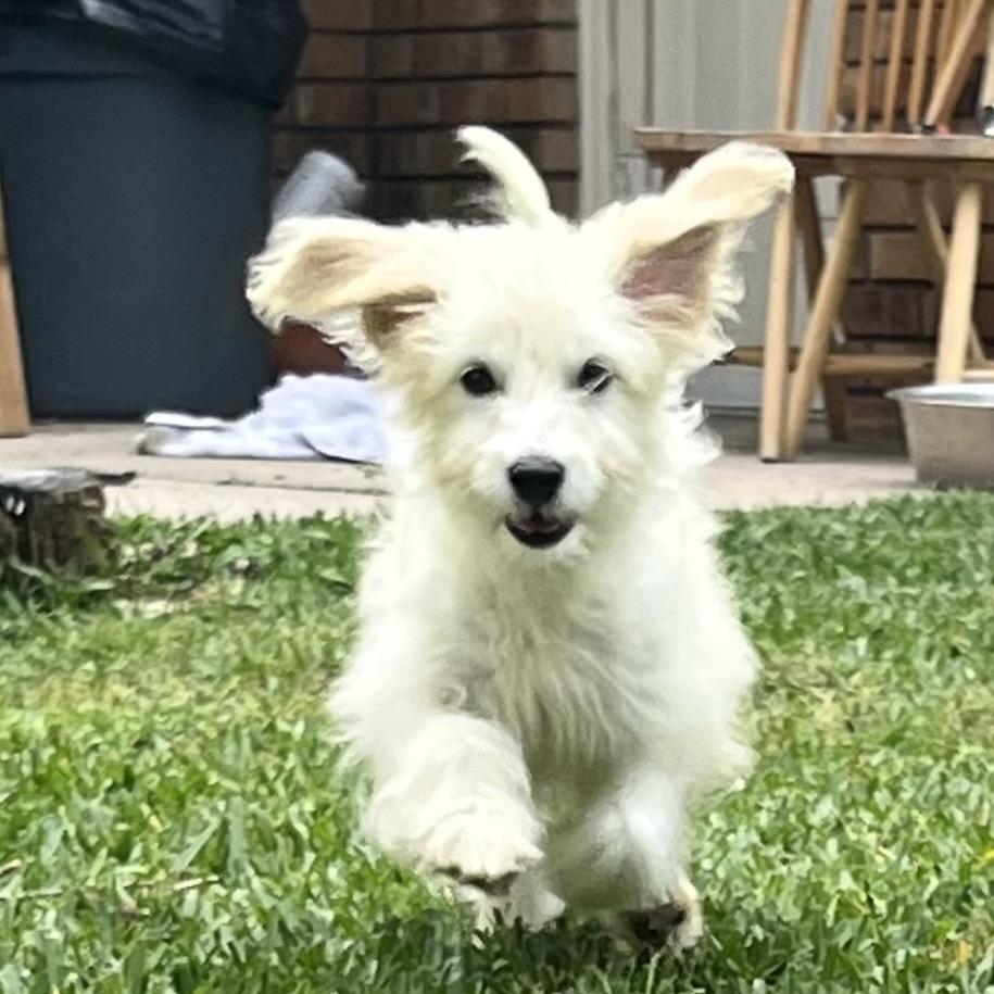 Bixie, Adoptable, Puppy Female Maltese & Shih Tzu.