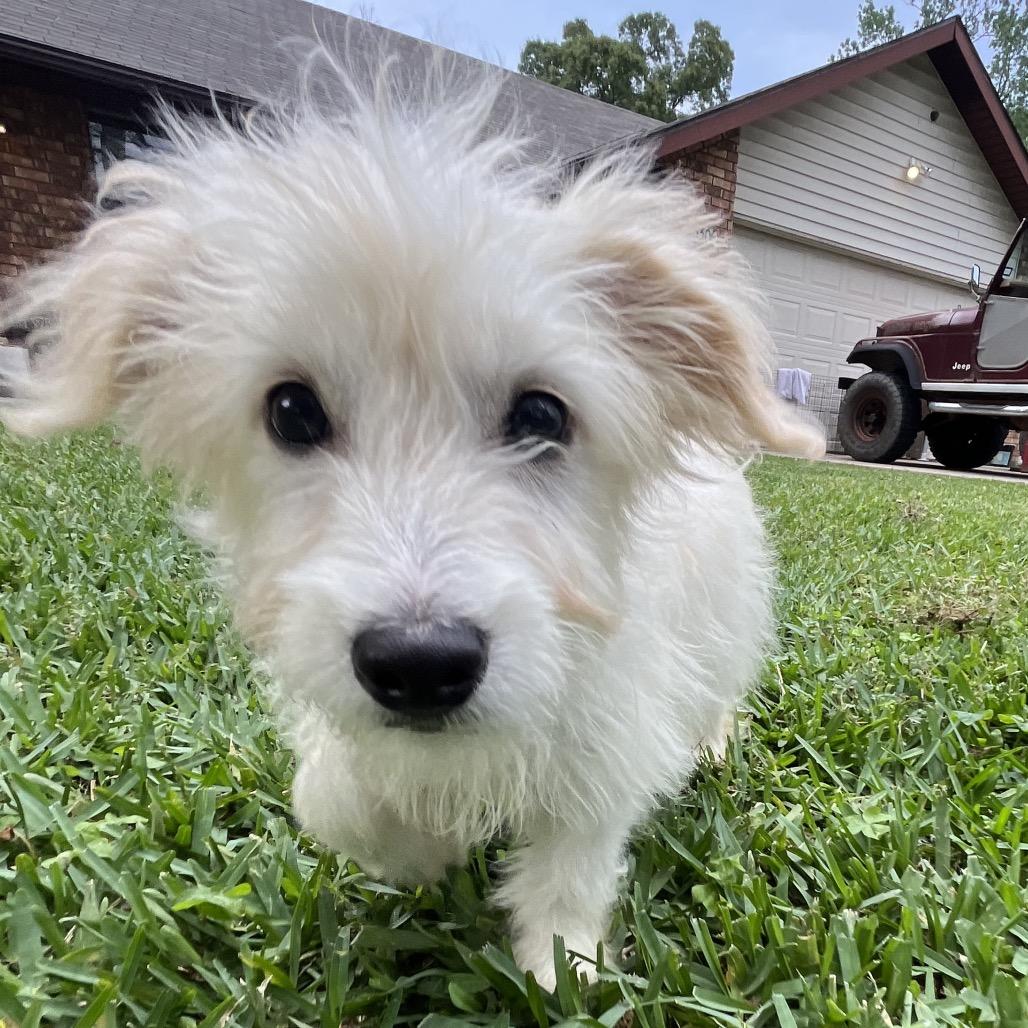 Enlarge Bixie, a Adoptable mixed breed in Montgomery, TX image 2/6