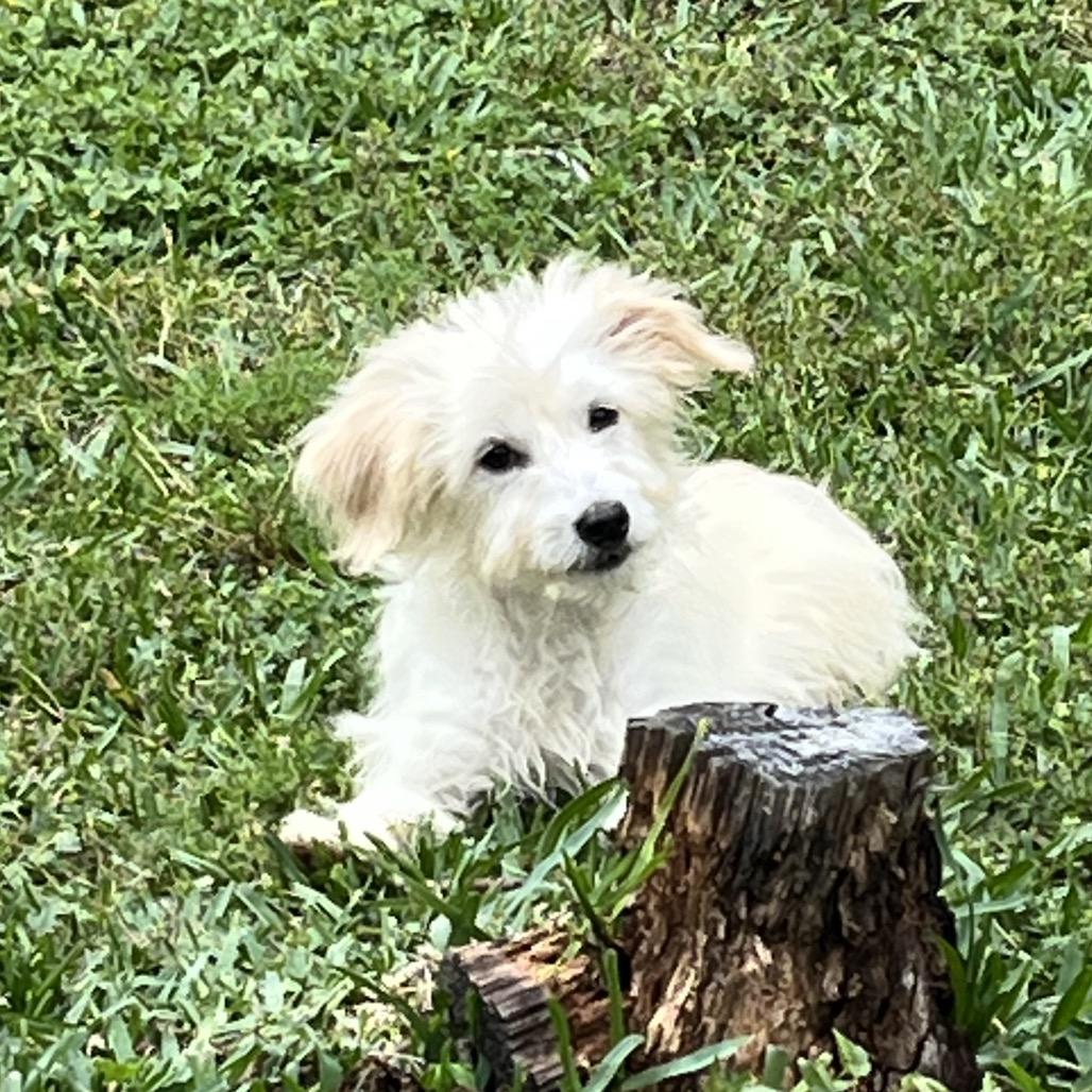 Enlarge Bixie, a Adoptable mixed breed in Montgomery, TX image 3/6