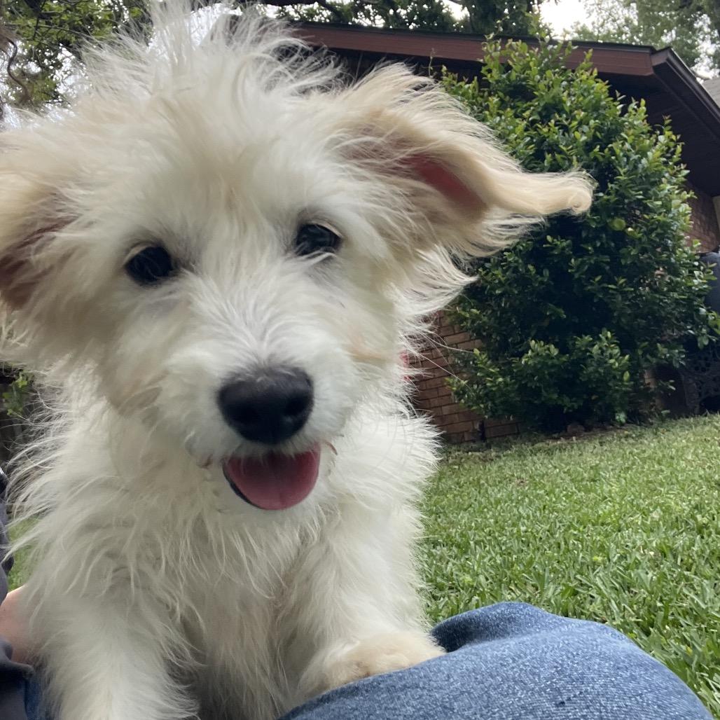Enlarge Bixie, a Adoptable mixed breed in Montgomery, TX image 4/6
