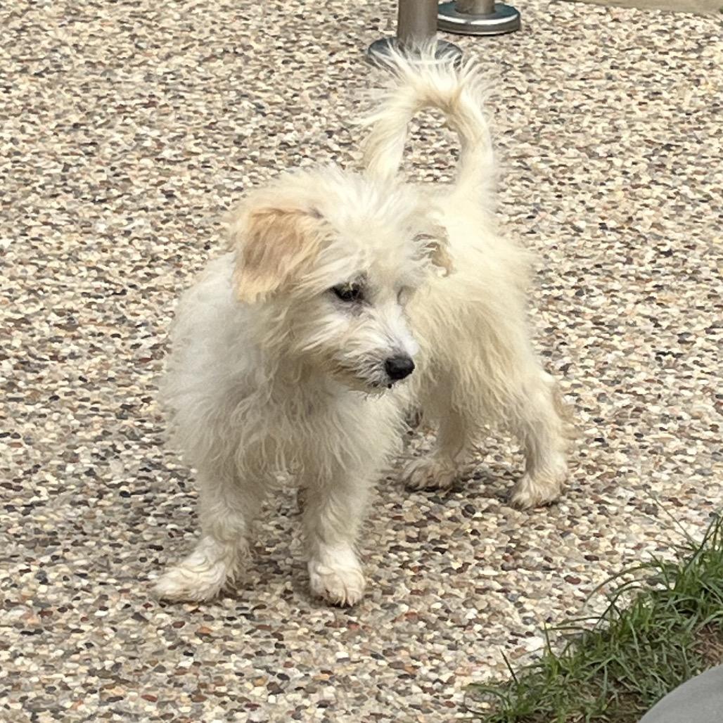 Enlarge Bixie, a Adoptable mixed breed in Montgomery, TX image 5/6