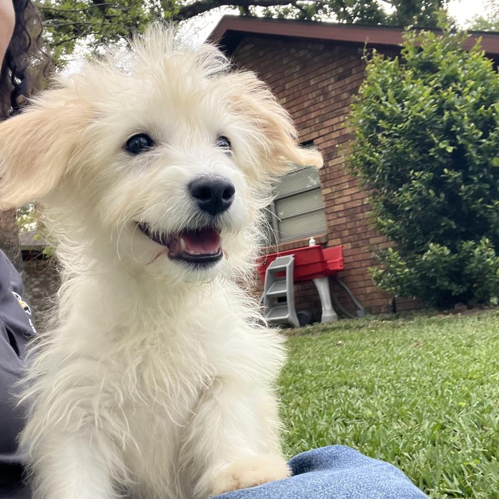 Enlarge Bixie, a Adoptable mixed breed in Montgomery, TX image 6/6