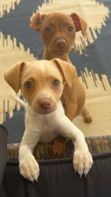 Lolly, a Adoptable Chihuahua in San Diego, CA image 1/3