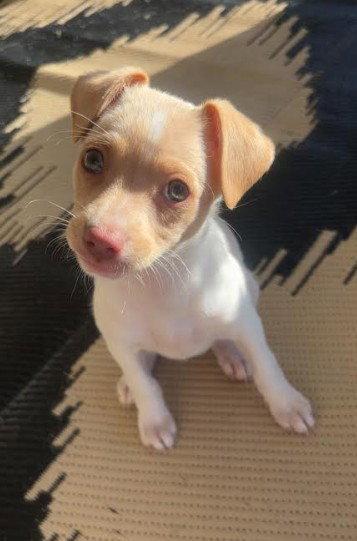 Lolly, a Adoptable Chihuahua in San Diego, CA image 3/3