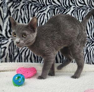Enlarge Tina, a ADOPTABLE Domestic Short Hair in Bucyrus, OH image 3/3