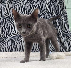 Enlarge Tina, a ADOPTABLE Domestic Short Hair in Bucyrus, OH image 1/3