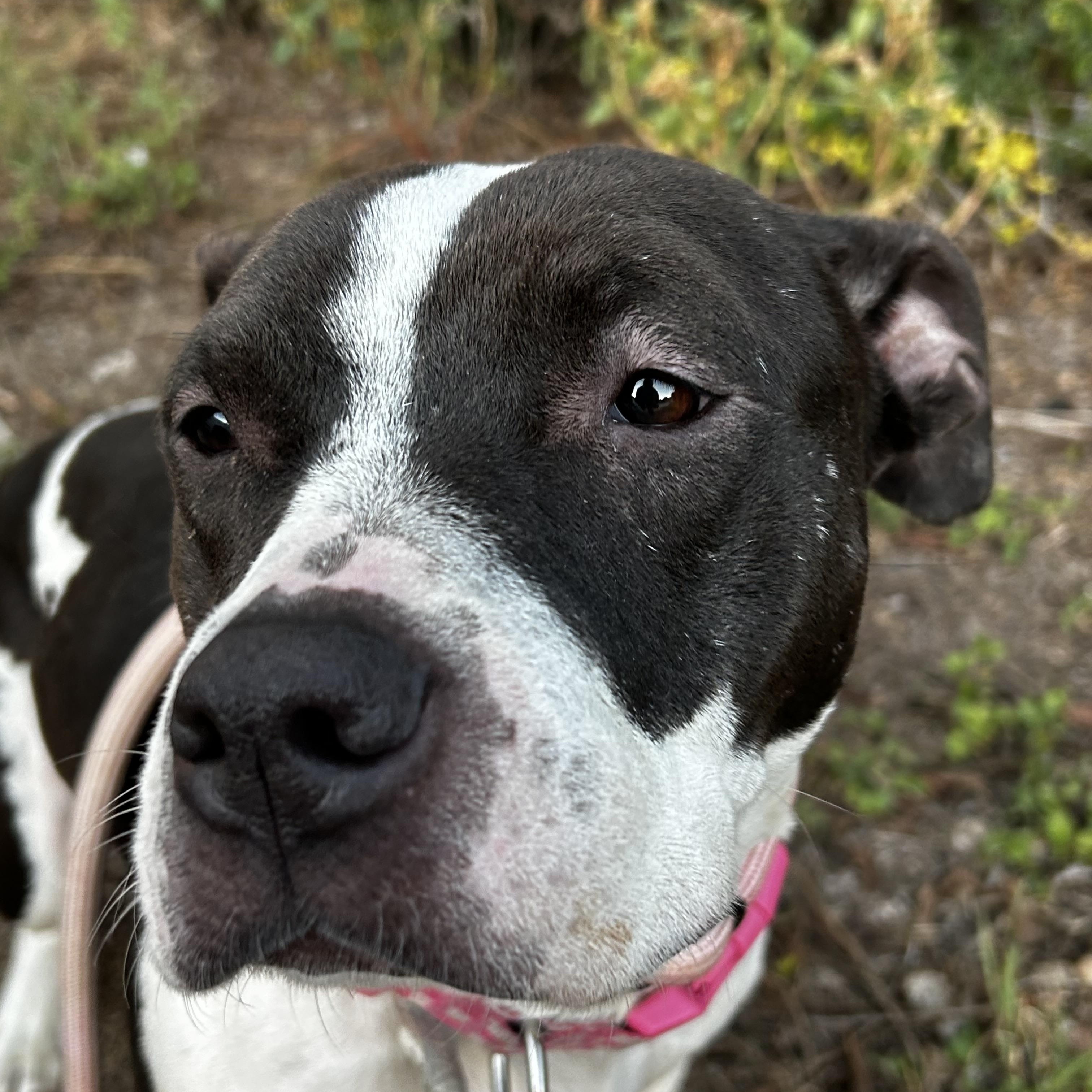 Enlarge Fairy, a Adopted mixed breed in Eau Claire, WI image 5/5