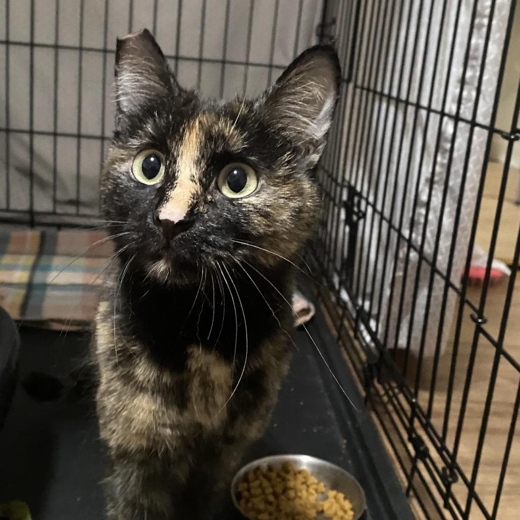 Mayberry, Adoptable, Young Female Domestic Short Hair.