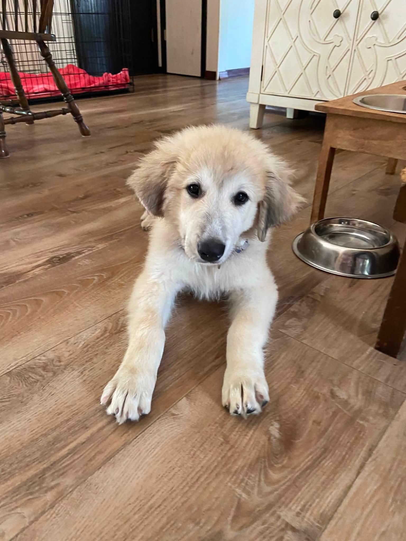 Carmy the Anatolian Shepherd puppy, a Adoptable mixed breed in Muskego, WI image 5/5