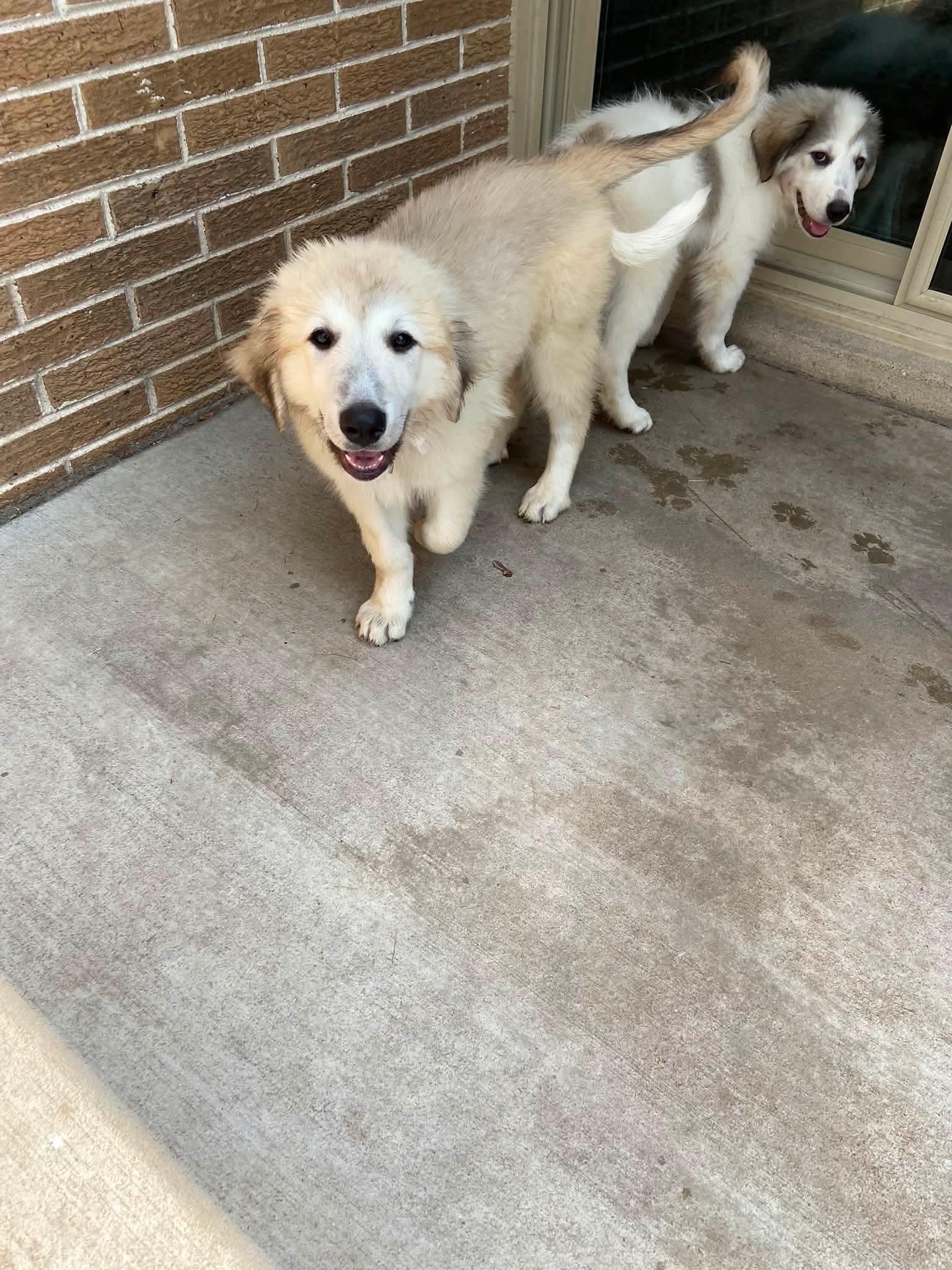 Carmy the Anatolian Shepherd puppy, a Adoptable mixed breed in Muskego, WI image 4/5