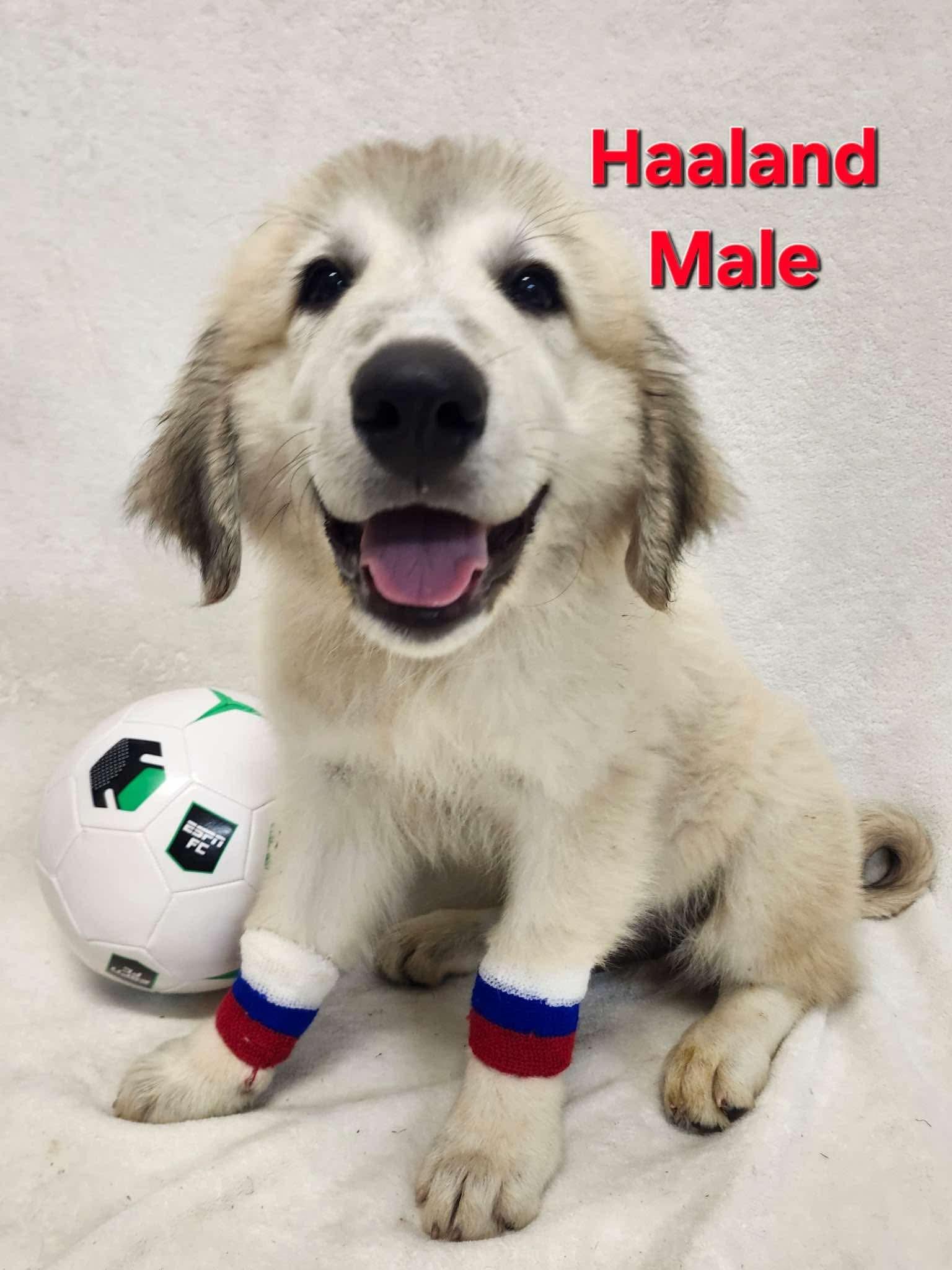 Carmy the Anatolian Shepherd puppy, Adoptable, Puppy Male Anatolian Shepherd & Great Pyrenees.