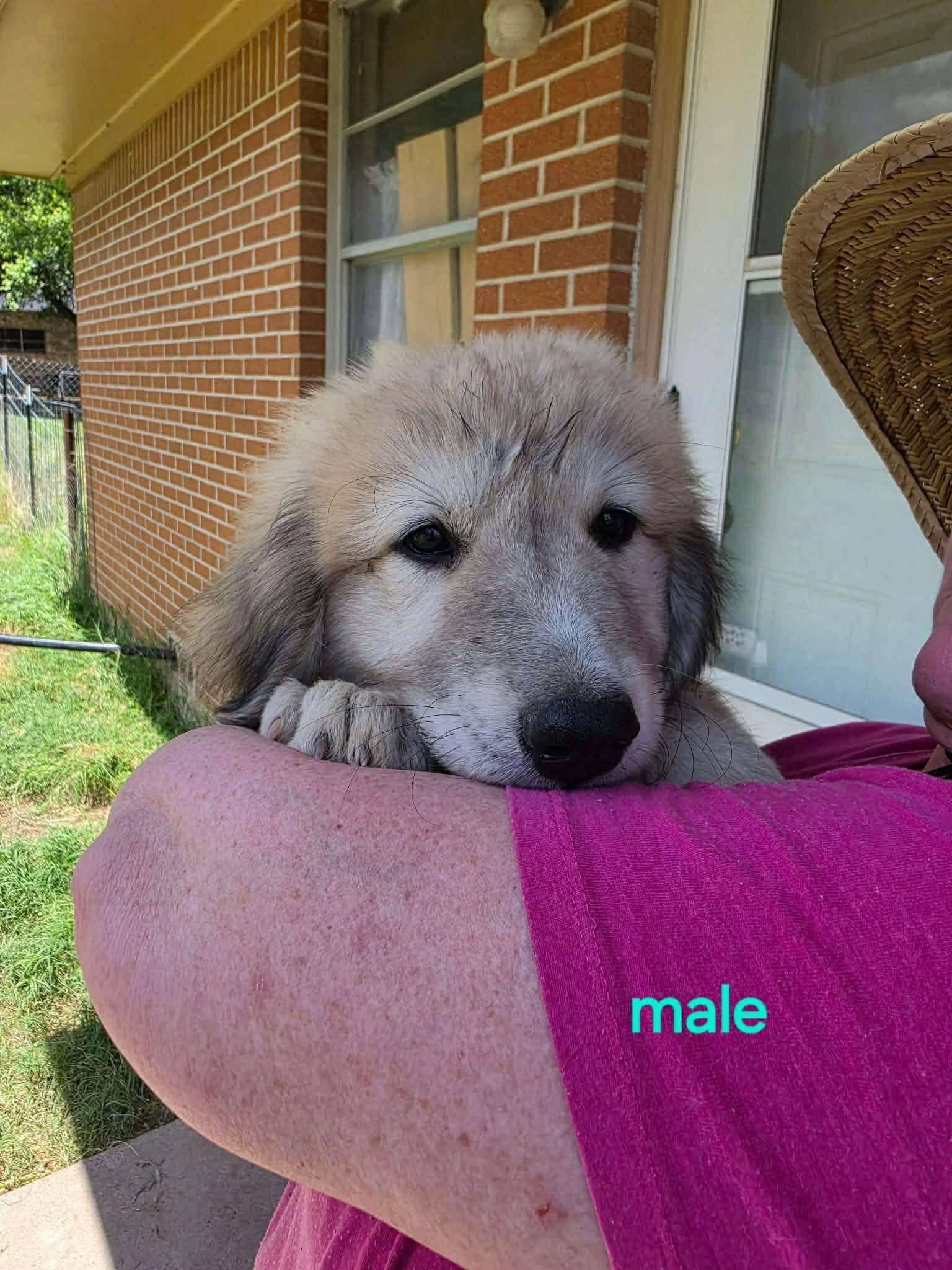 Carmy the Anatolian Shepherd puppy, a Adoptable mixed breed in Muskego, WI image 3/5