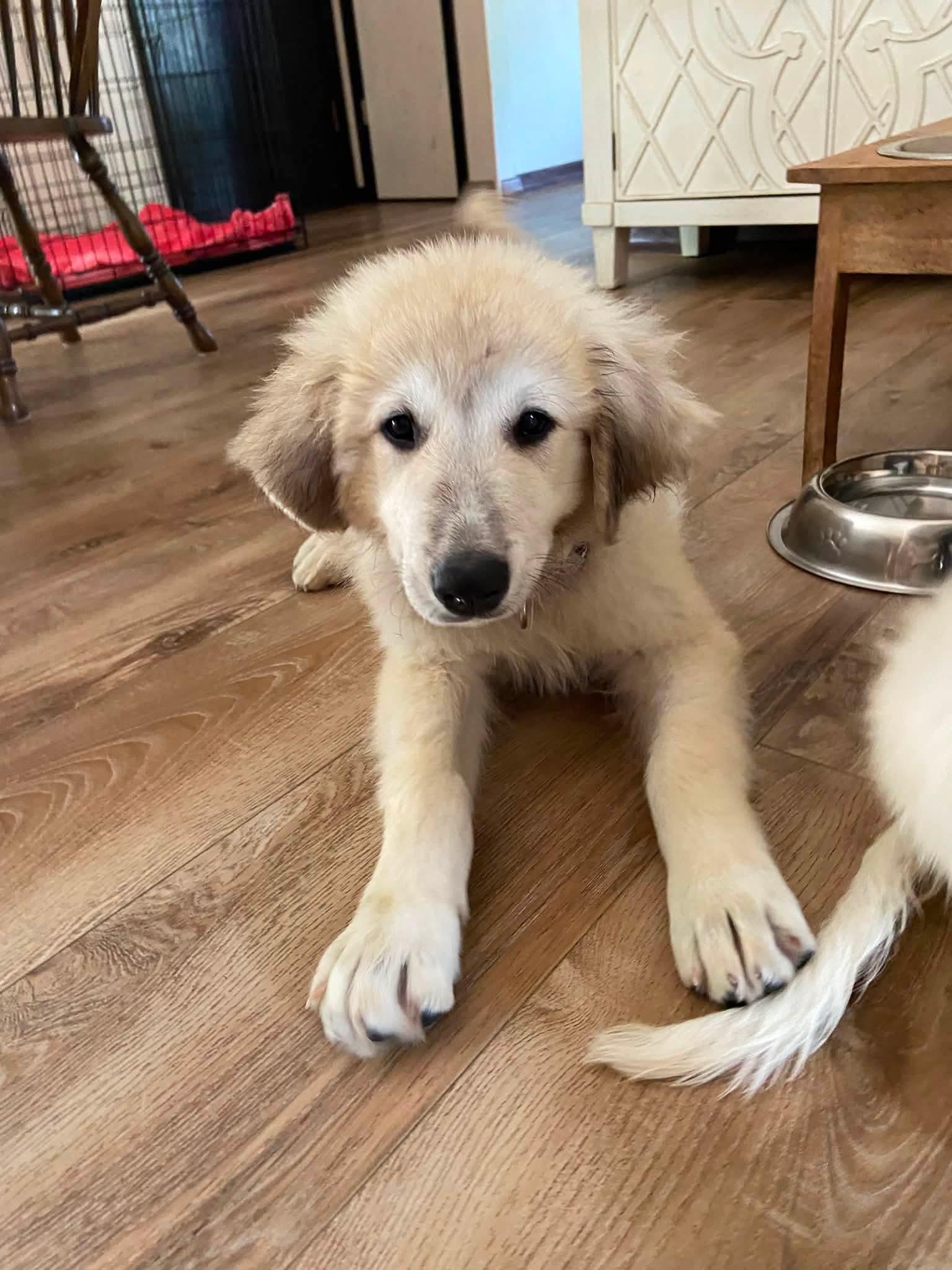 Carmy the Anatolian Shepherd puppy, a Adoptable mixed breed in Muskego, WI image 2/5