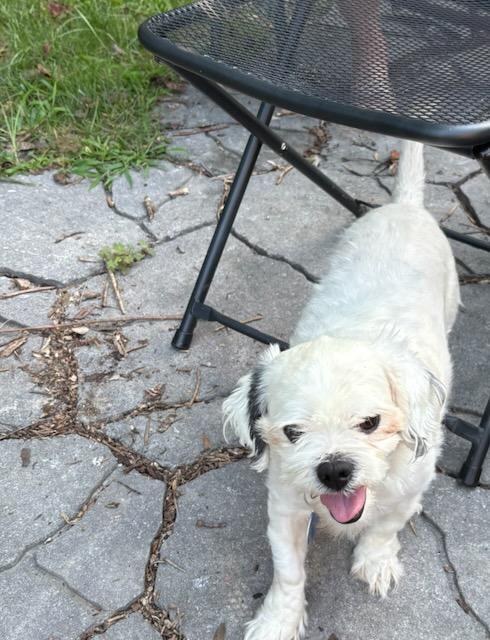 Gizmo, a Adoptable Shih Tzu in Williamsburg, VA image 2/6