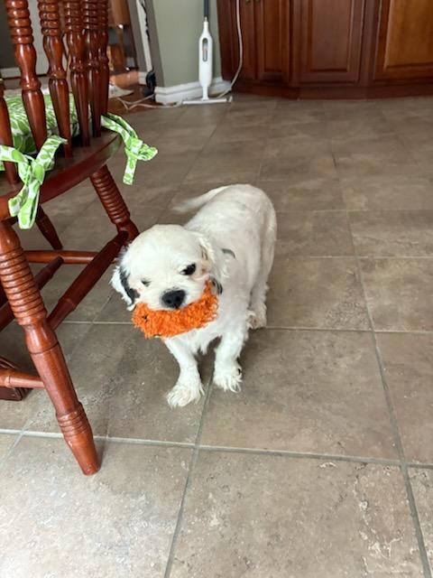 Gizmo, a Adoptable Shih Tzu in Williamsburg, VA image 6/6