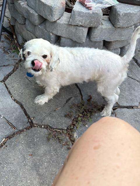 Gizmo, a Adoptable Shih Tzu in Williamsburg, VA image 1/6