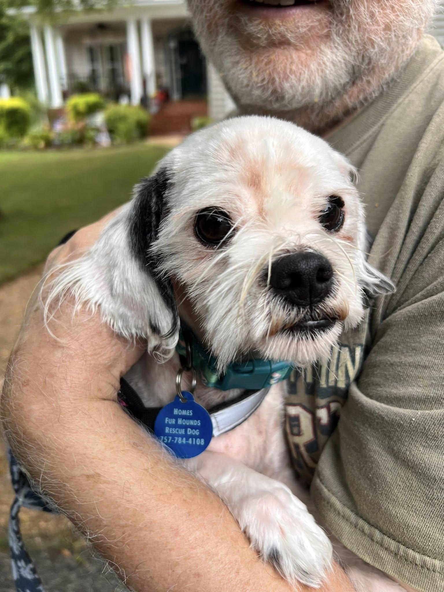Gizmo, a Adoptable Shih Tzu in Williamsburg, VA image 4/6